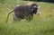 Curious baboon looking for food to eat