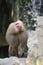 Curious baboon looking upwards