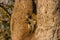 Curious baboons peeking from a safe place, Hwenge, Zimbabwe