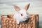 Curious baby bunny gazing from a basket