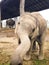 Curious baby elephant