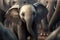 Curious baby elephant with its tongue out in the midst of a herd in the African savannah