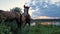 Curious baby foal turning to camera while grazing grass on a pasture together with his mother mare, over sunset background near t