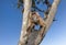 Curious baby Gelada monkey sitting in the tree