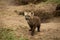 Curious baby hyena on the savannah