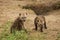 Curious baby hyena on the savannah