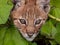 Curious baby lynx