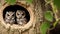 Curious Baby Owls Peeking Out of Tree Hole Nest.