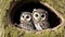 Curious Baby Owls Peeking Out of Tree Hole Nest.