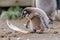 curious baby penguin approaching a feather on the ground