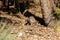 Curious baby raccoon Procyon lotor on a tree in Bonita Springs