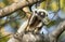 Curious Baby Sifaka Lemur