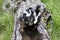 Curious Baby Skunks on a Log