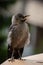 Curious baby Western Jackdaw