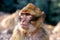 Curious Barbary macaque standing on a rocky outcrop and gazes off into the distance