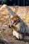 Curious barbary monkey is seated on the ground, enjoying a meal in its hands