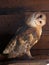 Curious Barn Owl at North Island Recovery Center, BC