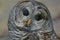 Curious Barred Owl Cameo