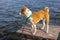 Curious Basenji dog standing on fishermen wooden table at fall season on Dnipro river, Ukraine