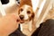 Curious beagle dog eating something