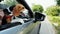 Curious beagle dog looks out the window of the car on a trip
