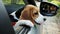 Curious beagle dog looks out the window of the car on a trip