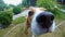 Curious beagle dog sniffing camera during the walk. Dog training