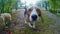 Curious beagle dog sniffing camera during the walk. Dog training