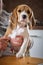 Curious beagle puppy is ready to play