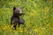 Curious bear cub in flower field