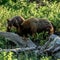 Curious Bear Cub Noses Into Mama Bears Snack