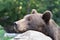 Curious bear-Ursus arctos beringianus