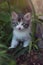 A curious beautiful multi-colored kitten is looking at the camera while sitting in the bushes