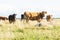 Curious beef cattle on a summery coastal meadow