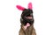 Curious belgian malinois dog with bowtie and bunny ears looking up