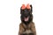 Curious belgian shepherd dog with bowtie headband looking up and panting