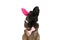 Curious belgian shepherd puppy with rabbit ears headband and bowtie looking up