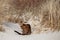 Curious Bengal cat exploring sand dunes at the seaside.