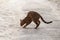 Curious Bengal cat exploring sand dunes at the seaside.