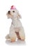 Curious bichon looking up to side while wearing pink crown