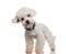 Curious bichon standing and leaning to side