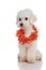 Curious bichon wearing orange flowers garland looks to side