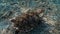 Curious big loggerhead sea turtle Caretta caretta swimming close to the camera. Tropical marine life. Underwater video