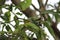 A curious bird looks down the ground from a tree. Eyes of the bird are amazingly big and beautiful