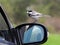 Curious bird Motacilla alba on the side mirror of a car