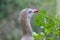 Curious bird is watching over the bushes