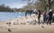 Curious birds waiting to be fed, on the shore of the lake in Hyde Park