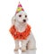 Curious birthday bichon wearing lei looks to side while sitting