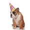 curious birthday english bulldog looks down to side while sitting