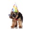 Curious birthday yorkshire terrier wearing sunglasses looks to side